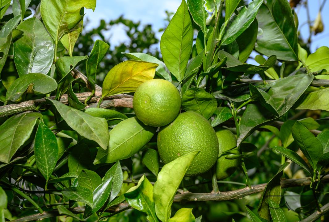 Sweet Malta Orange Fruit Plant or Sweet Malta Lemon is a delicious and easy-to-peel fruit; rich in vitamins, minerals, and antioxidants, and is generally described as tasting like molasses