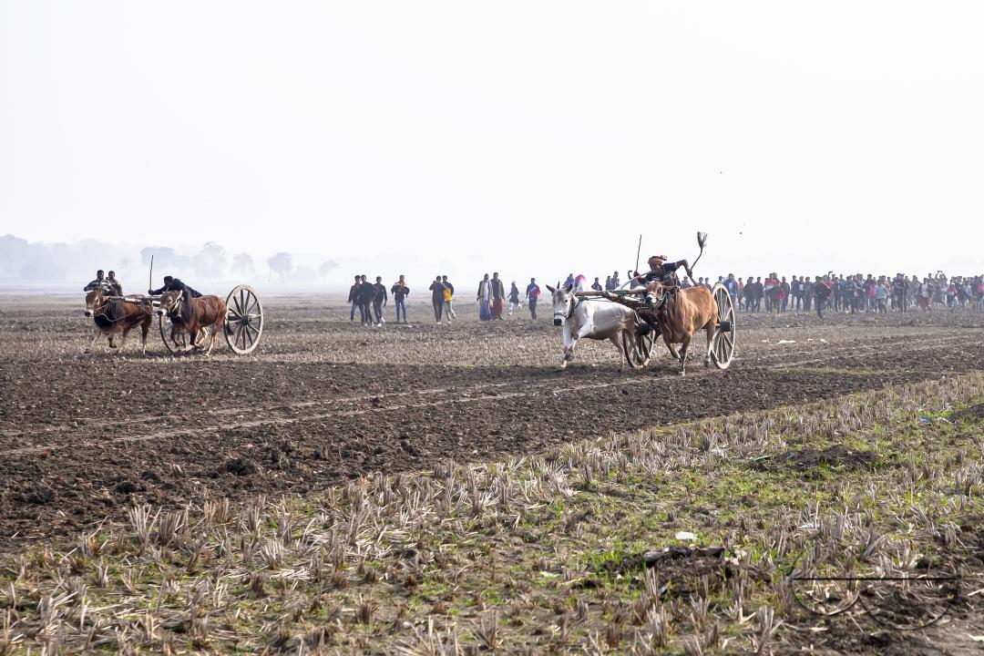 Bullock-carts traditional racing competition at a rural area in Jessore