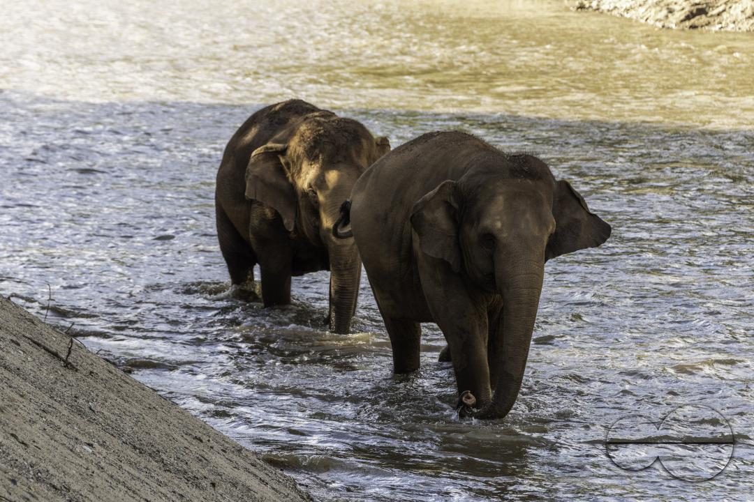 Asian elephants are walking in the river, at the Elephant Nature Park, a rescue and rehabilitation sanctuary for animals that have been abused and exploited, in Chiang Mai, Thailand.