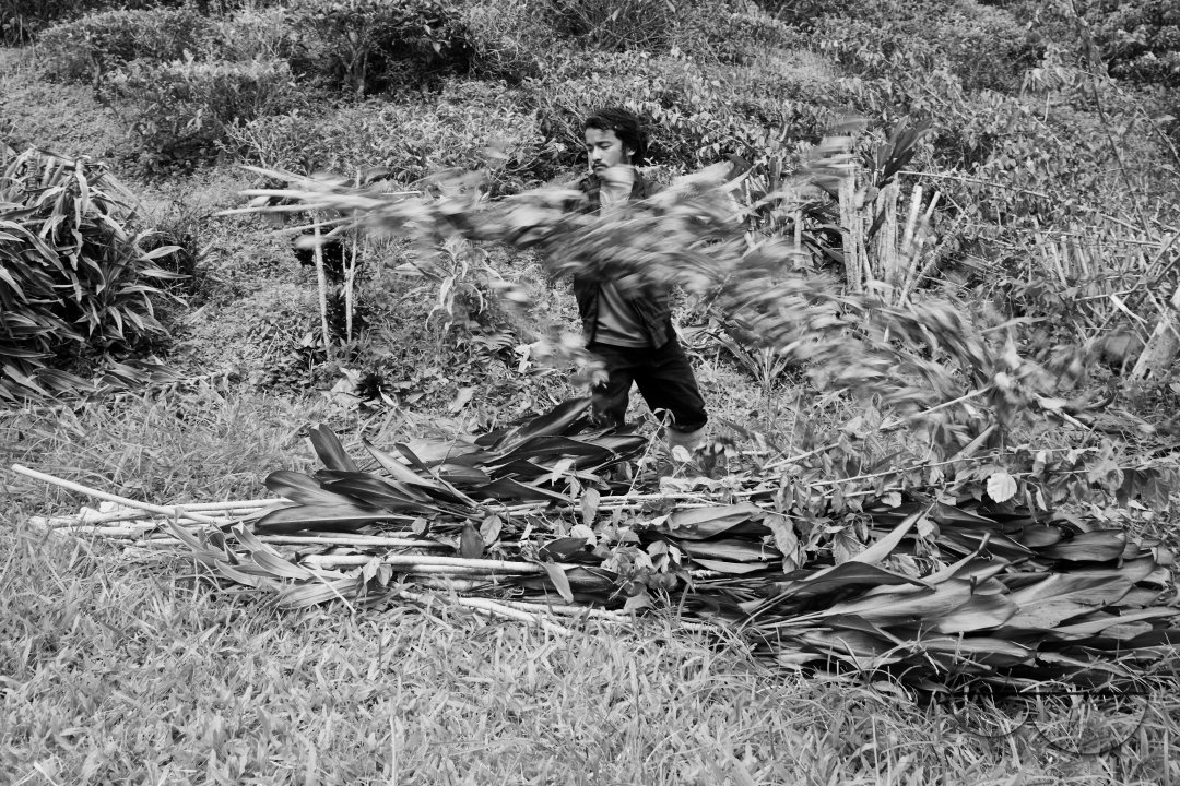 Migrants in Malaysia's tea estates