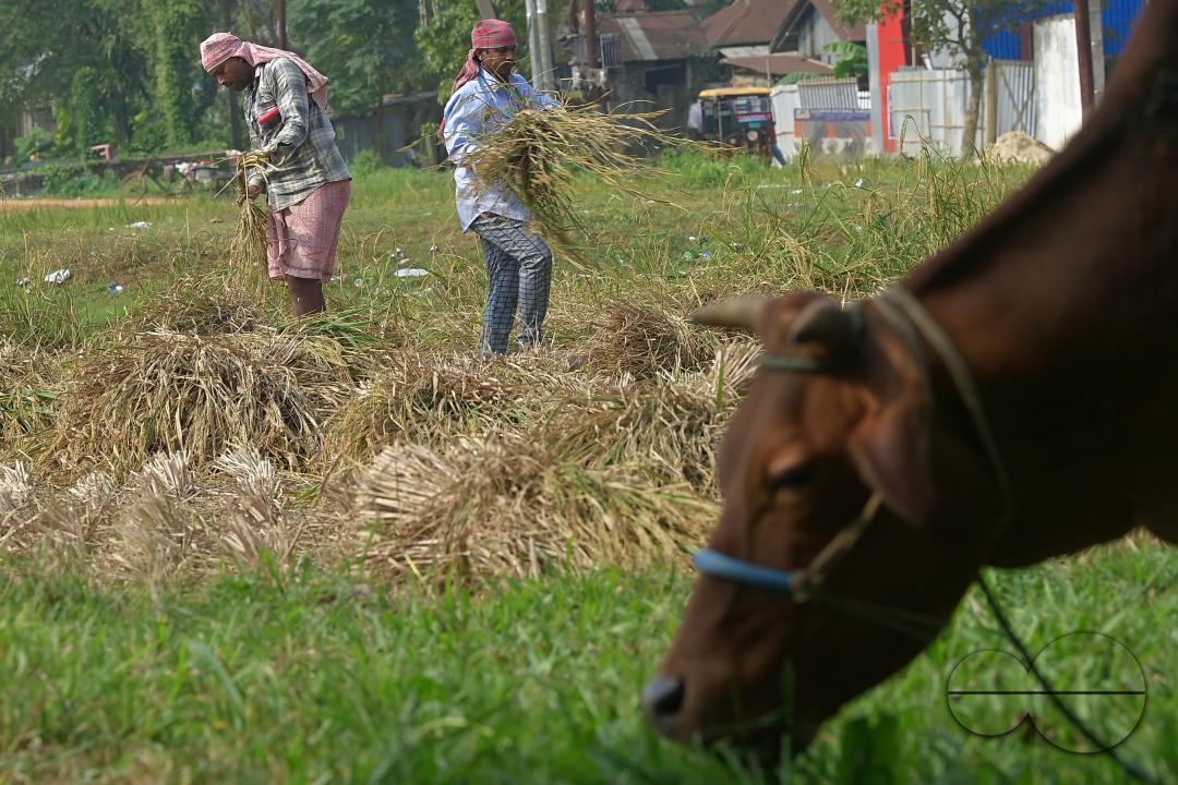 Farmers harvest paddy at a field in Shanmura village, on the outskirts of Agartala