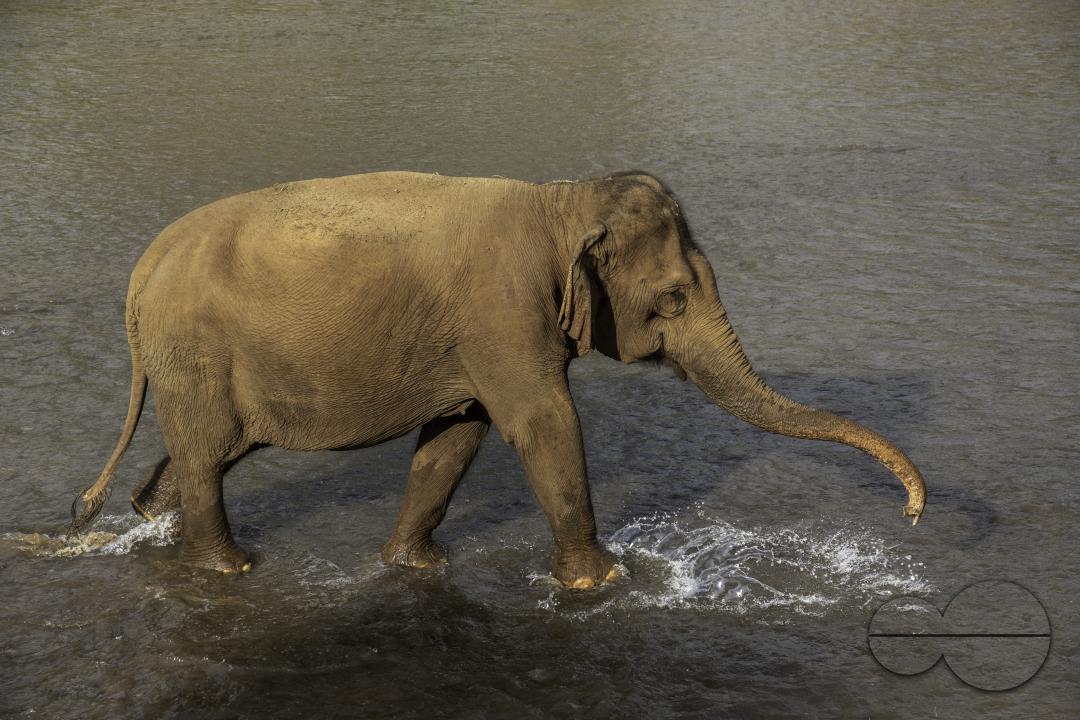 An elephant is walking in the river, at the Elephant Nature Park, a rescue and rehabilitation sanctuary for animals that have been abused and exploited, in Chiang Mai, Thailand.