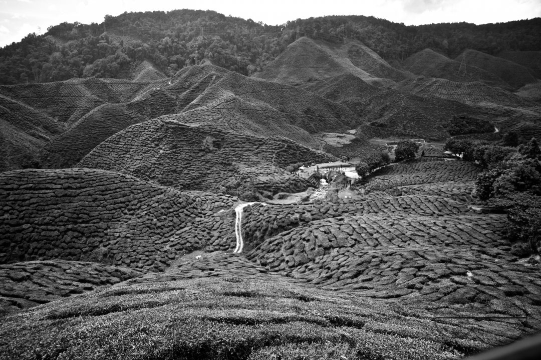 Migrants in Malaysia's tea estates
