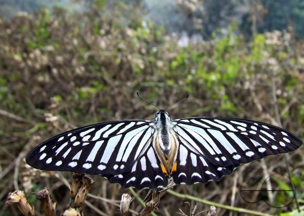 Conservation of Butterflies: Setting example for worldwide efforts