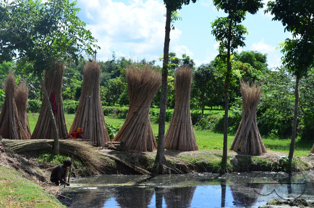Farmers in Pabna have found an added income from selling jute sticks from jute fibres in the area, thanks to the rise of its commercial use