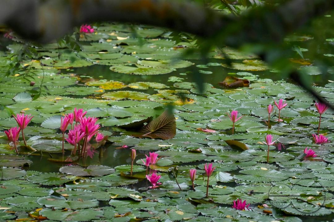 Monsoon flowers, water lotuses are blooming at the MBB College Lake at Agartala