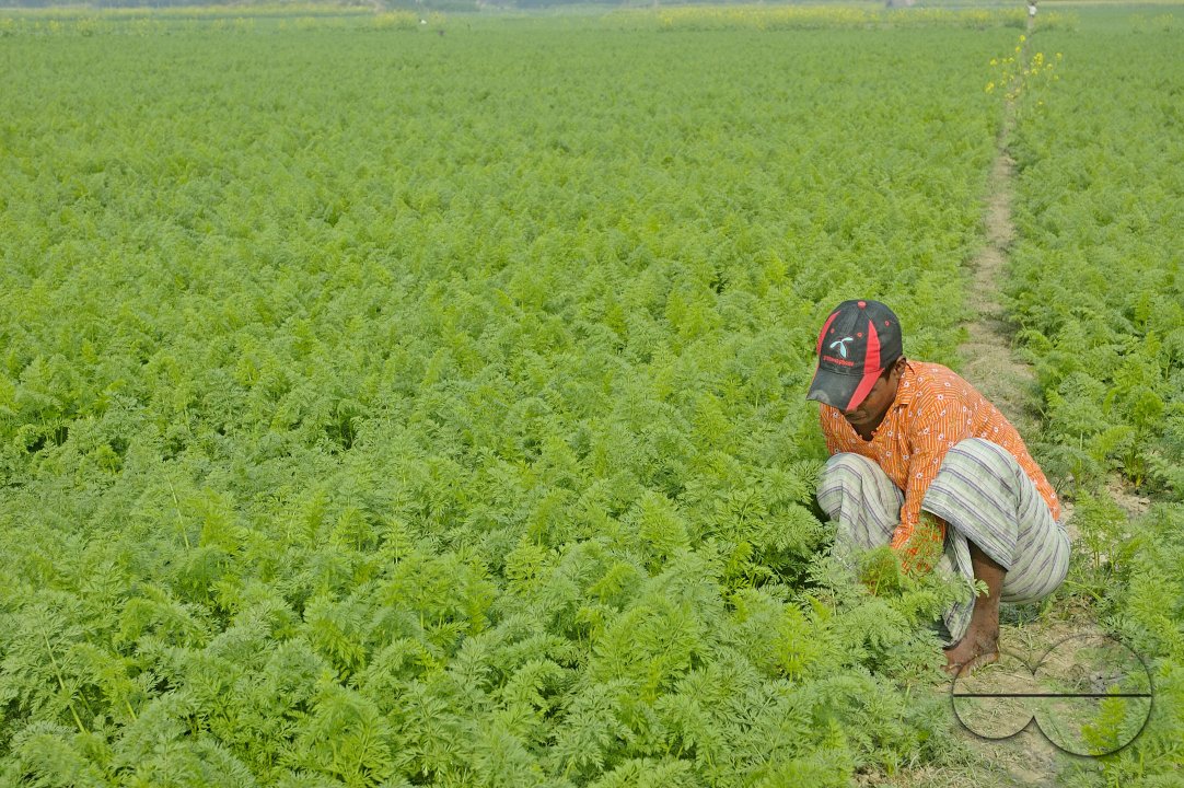 Carrot Field, Singair