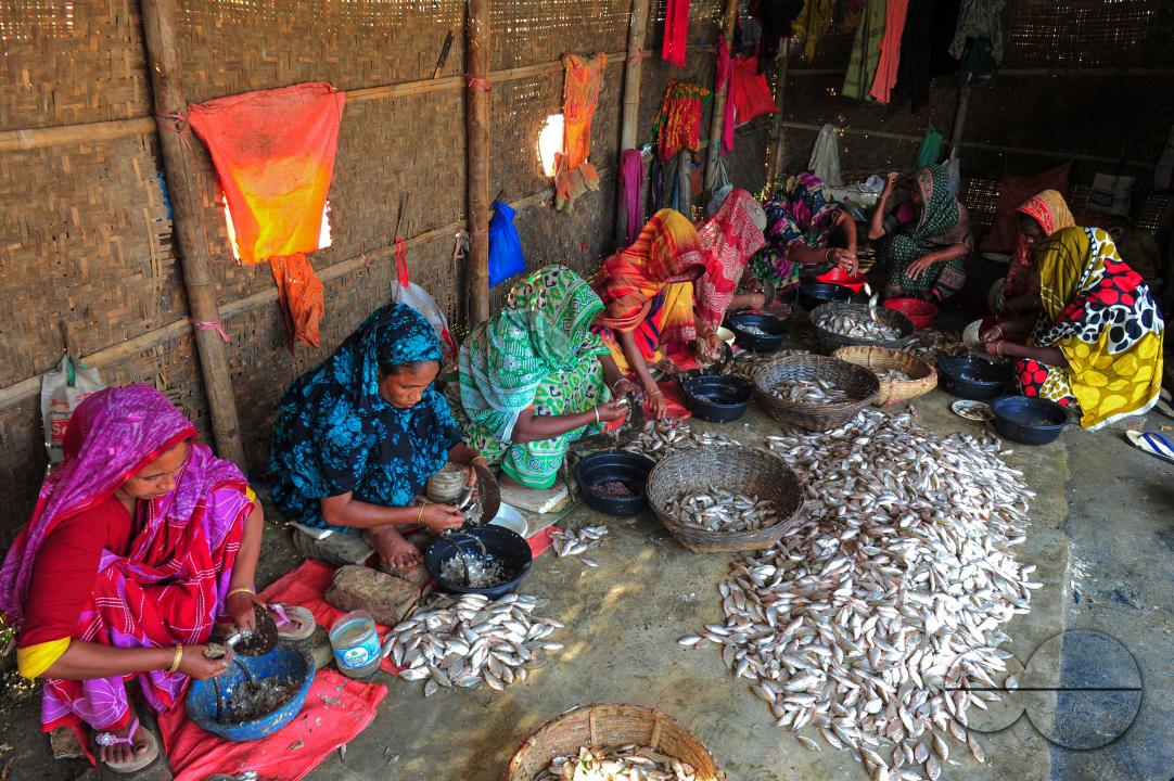 Workers are busy processing dried fish at the Lama Kazi area of Sylhet