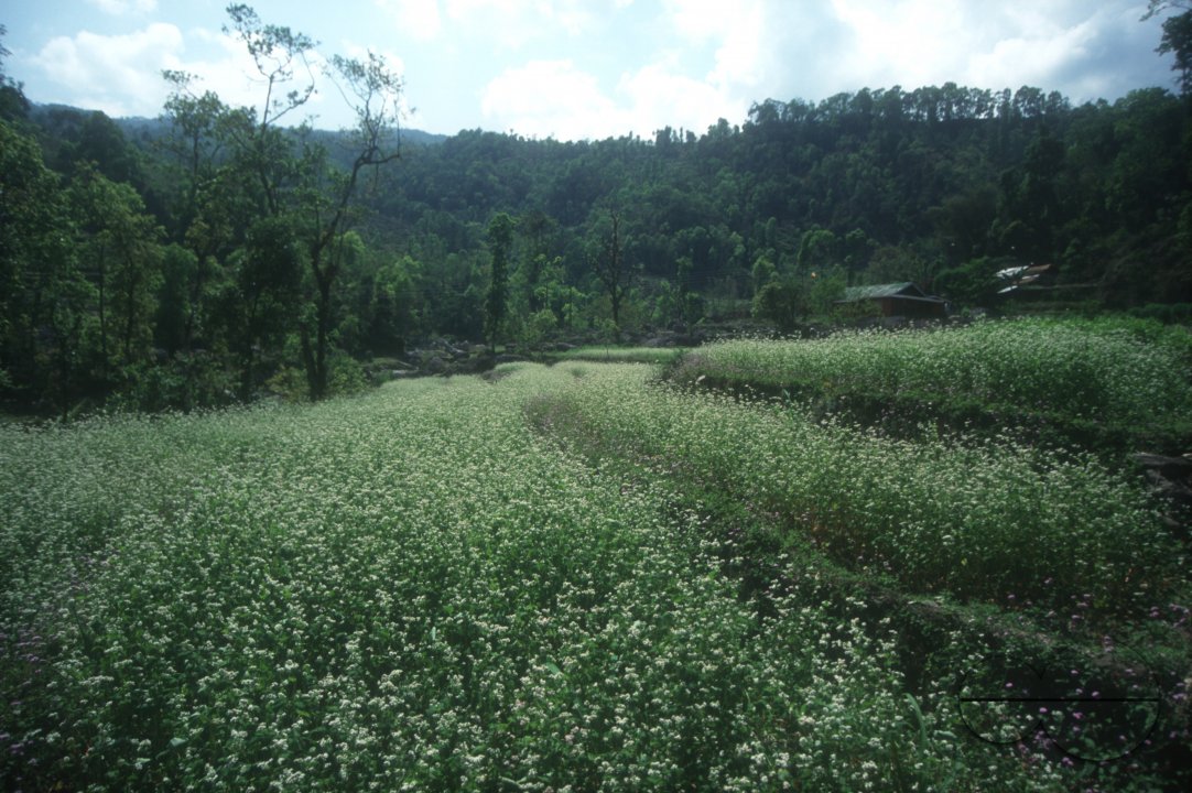 MWC004446