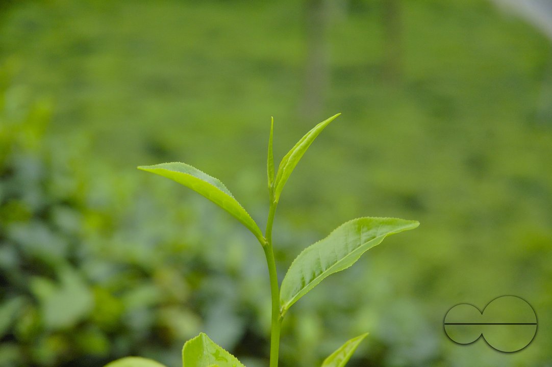 Malnichara Tea Garden