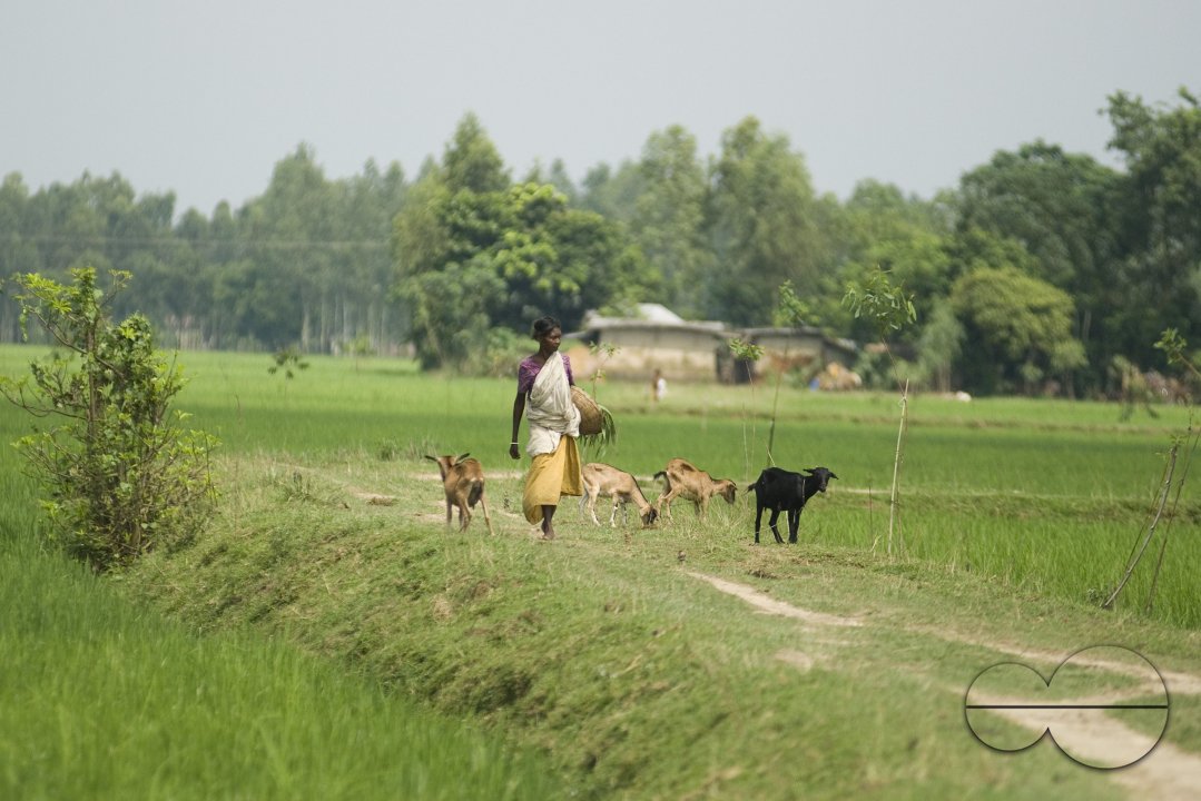 Village_Bangladesh