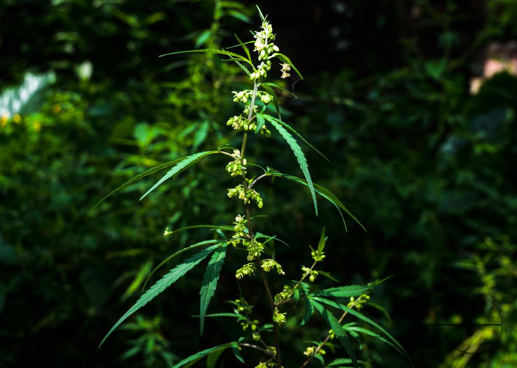 Cannabis sativa is an annual herbaceous flowering plant