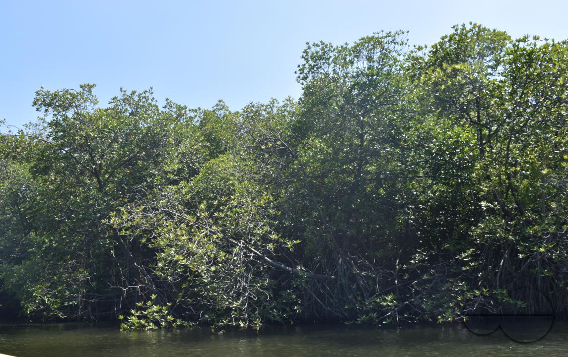MWC044882