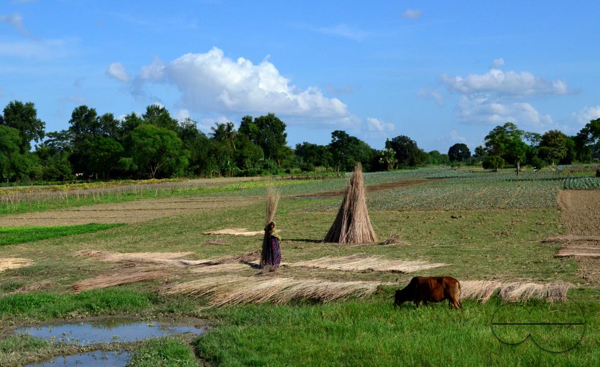 Farmers in Pabna have found an added income from selling jute sticks from jute fibres in the area, thanks to the rise of its commercial use