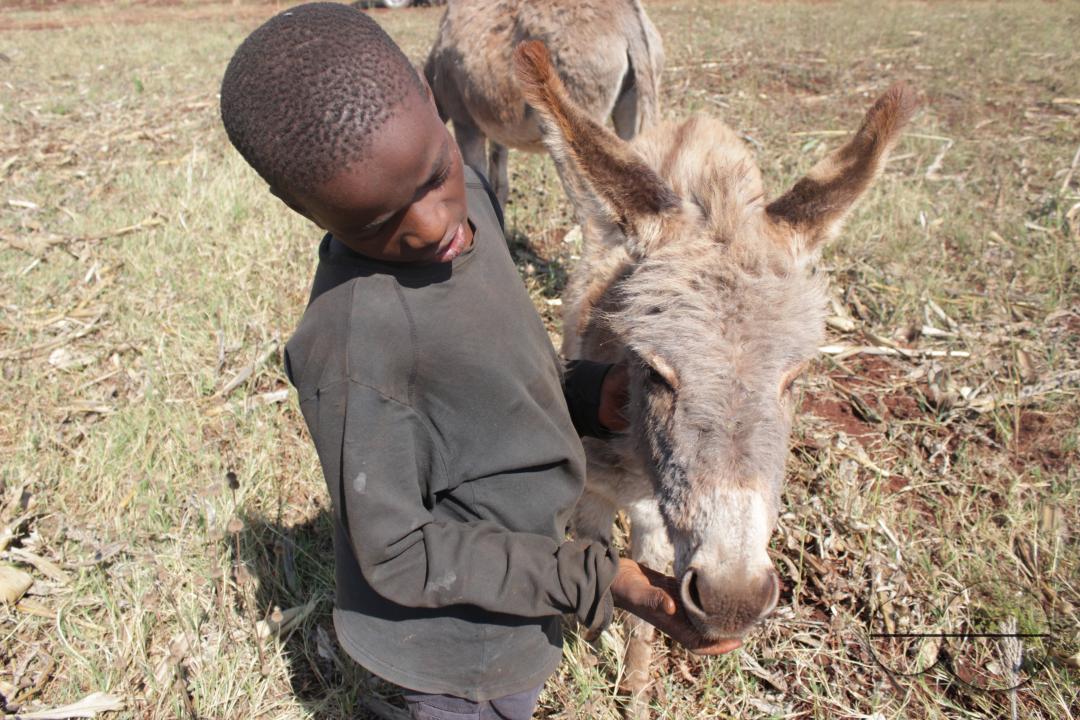 A boy hand feeding his family's donkey at a farm in Selous, Chegutu, Zimbabwe.
