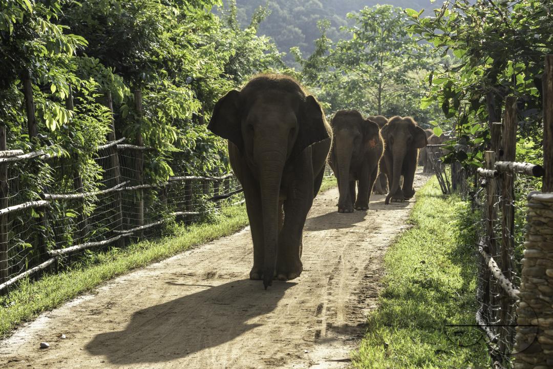 A herd of elephants are walking early morning, at the Elephant Nature Park, a rescue and rehabilitation sanctuary for animals that have been abused and exploited, in Chiang Mai, Thailand.