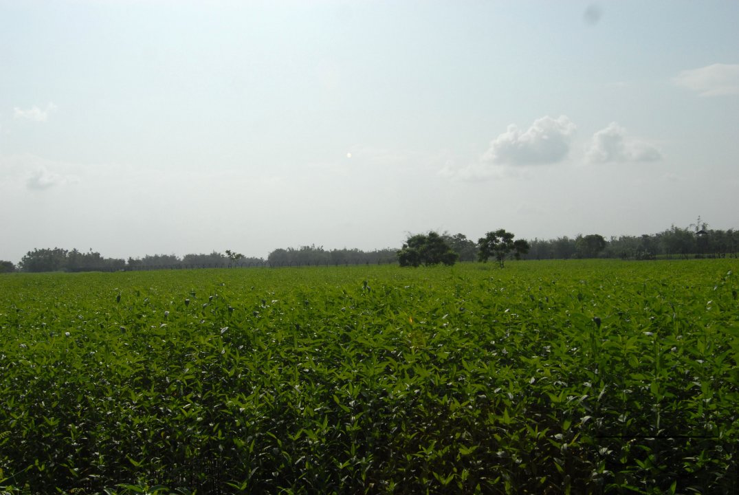 MWC024453
