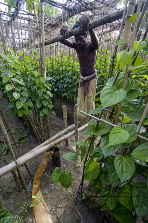 Betel leaf_Bangladesh