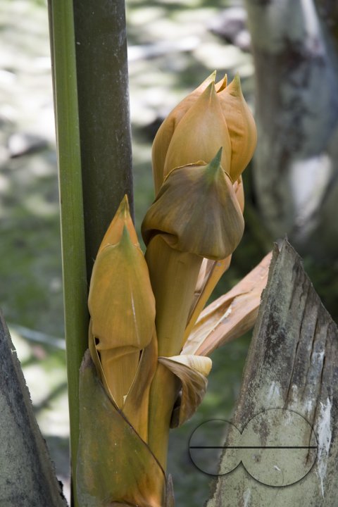 NIpa Palm: Golpata