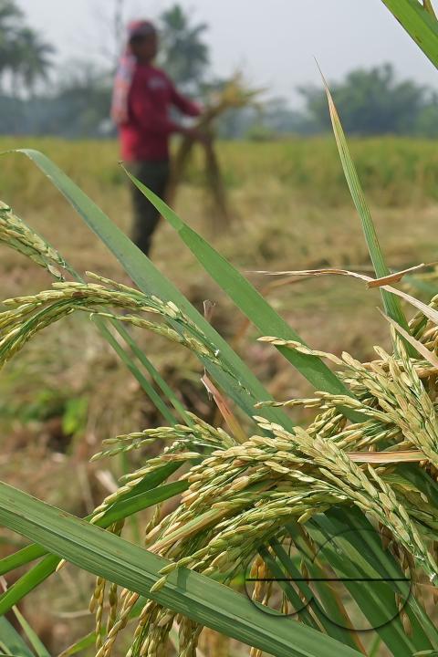 Farmers harvest paddy at a field in Shanmura village, on the outskirts of Agartala