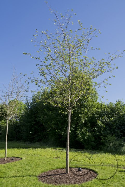 MWC038890